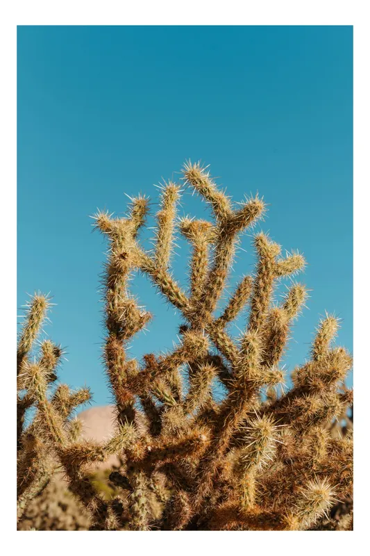 Tablou Canvas, "Cactuși sub cerul albastru luminos", Cactus, Cer, Albastru, Spini, Deșert, Soare, Vegetație, Peisaj, 70 x 100 cm