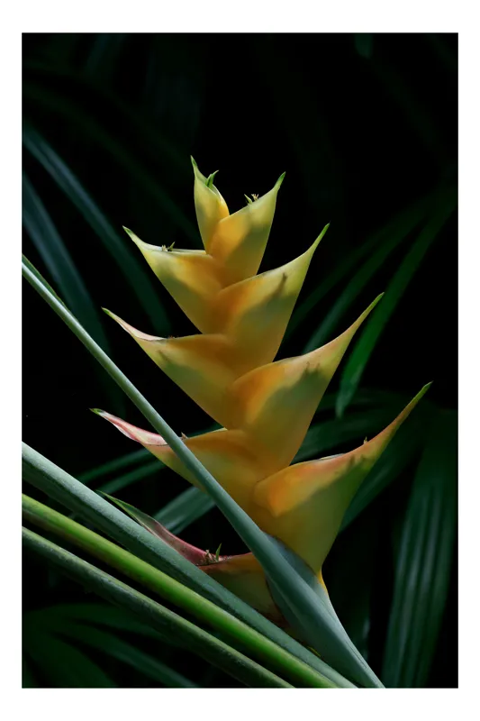 Tablou Canvas, "Dansul enigmatic al naturii tropicale", Floare, Exotică, Simetrie, Verde, Frunziș, Lumini, Contrast, Natură, Frumusețe, Detaliu, 70 x 100 cm