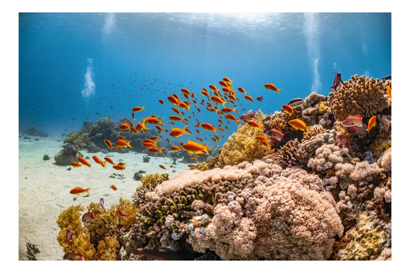 Tablou Canvas, "Dansul peștilor în reciful de corali", Colorat, Vibrant, Recif, Coral, Pești, Albastru, Ocean, Lumină, Scufundare, Aventura, 100 x 100 cm
