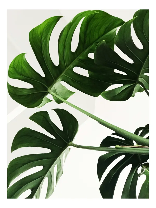 Tablou Canvas, "Frunzele verzi ale monstei uriașe", Verde, Frunze, Monstera, Lumină, Forme, Naturale, Textură, Frumusețe, 100 x 100 cm
