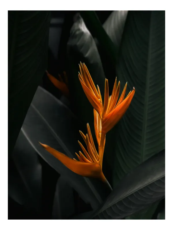 Tablou Canvas, "Floare tropicală în umbra frunzelor", Floral, Exotic, Vibrant, Lush, Tropical, Striking, Elegant, 50 x 70 cm