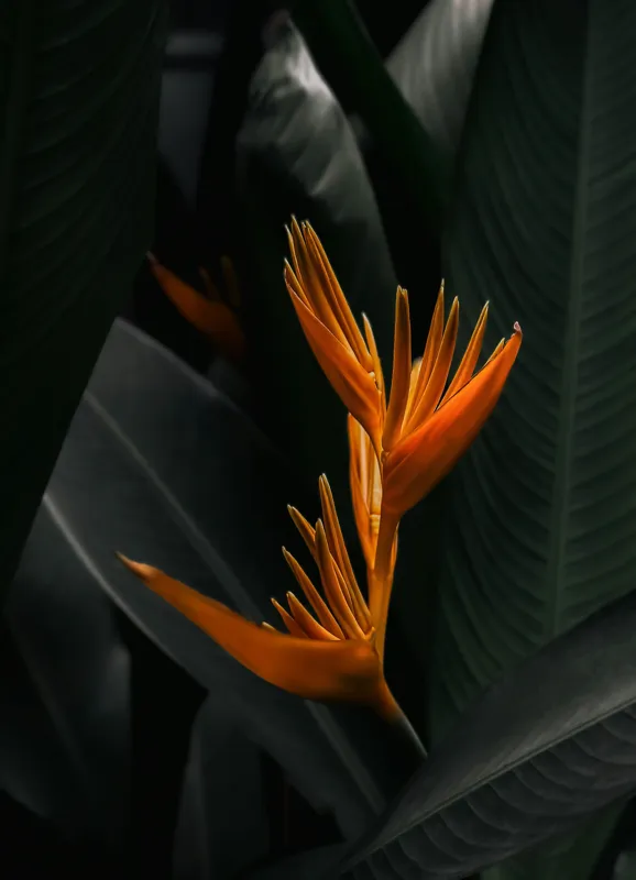Tablou Canvas, "Floare tropicală în umbra frunzelor", Floral, Exotic, Vibrant, Lush, Tropical, Striking, Elegant, 39 x 54 cm – poza 2