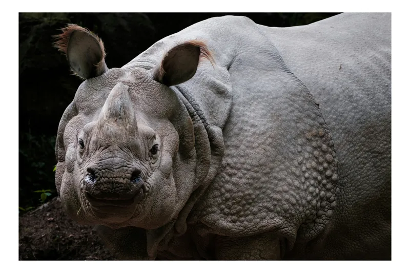 Tablou Canvas, "Unicornul pădurilor tropicale asiatic", Rhino, Armored, Powerful, Majestic, Gaze, 70 x 50 cm
