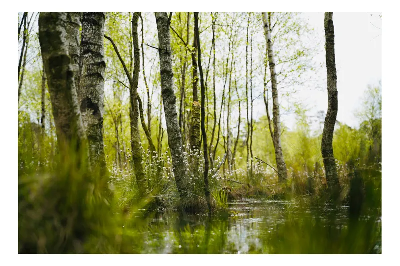 Tablou Canvas, "Peisaj de primăvară în pădurea mlăștinoasă", Lemn, Apă, Iarbă, Copaci, Verdeață, Natură, Lumină, Reflecție, Primăvară, Tranquilitate, 100 x 70 cm