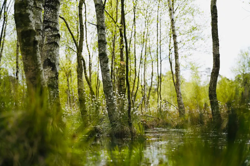 Tablou Canvas, "Peisaj de primăvară în pădurea mlăștinoasă", Lemn, Apă, Iarbă, Copaci, Verdeață, Natură, Lumină, Reflecție, Primăvară, Tranquilitate, 39 x 26 cm – poza 2