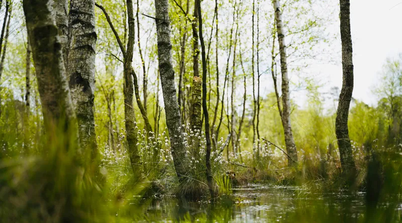 Tablou Canvas, "Peisaj de primăvară în pădurea mlăștinoasă", Lemn, Apă, Iarbă, Copaci, Verdeață, Natură, Lumină, Reflecție, Primăvară, Tranquilitate, 90 x 50 cm – poza 2