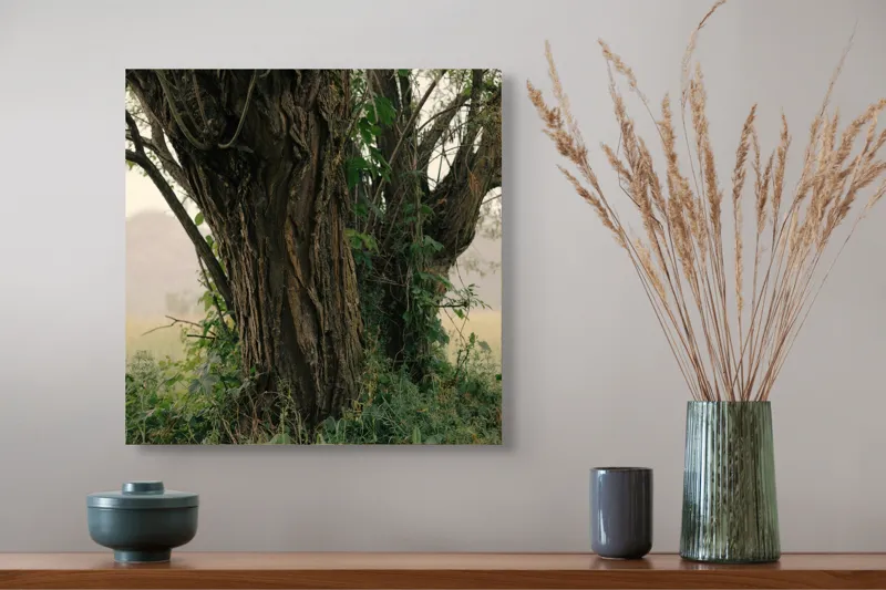 Tablou Canvas, "Misterul copacului în amurgul verii", Copac, Scoarță, Crengi, Frunze, Peisaj, Vegetație, Dealuri, Câmpie, Natură, Rustic., 50 x 50 cm – poza 4