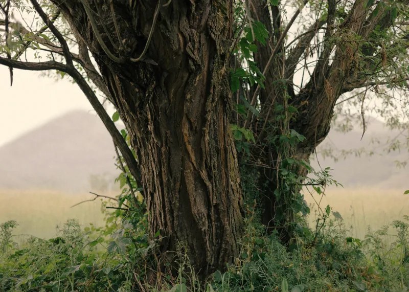 Tablou Canvas, "Misterul copacului în amurgul verii", Copac, Scoarță, Crengi, Frunze, Peisaj, Vegetație, Dealuri, Câmpie, Natură, Rustic., 70 x 50 cm – poza 2