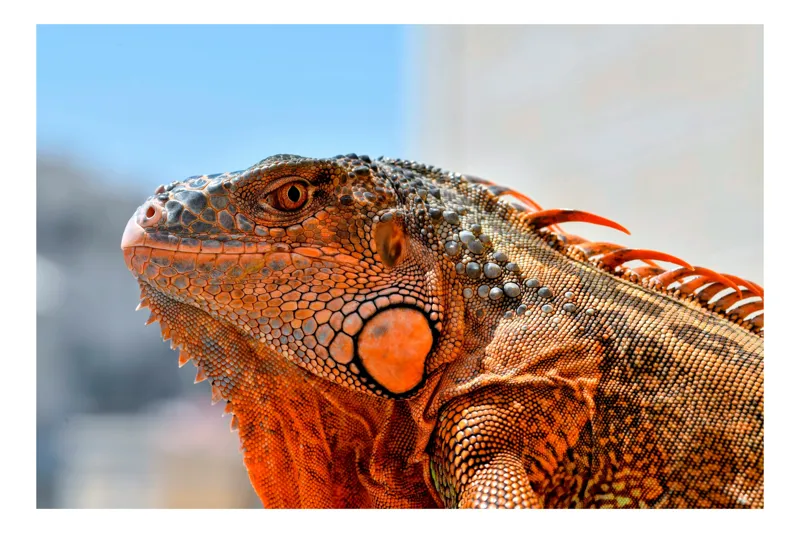 Tablou Canvas, "Iguana privind spre orizontul însorit", Solzi, Iguana, Portocaliu, Detalii, Natură, 54 x 39 cm