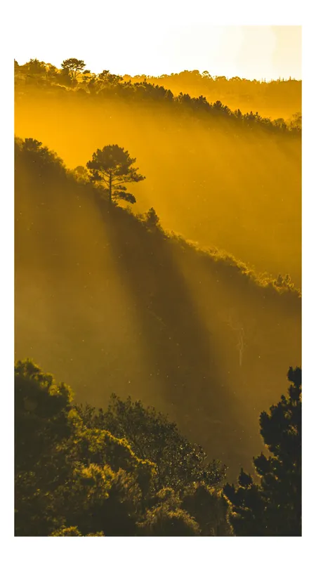 Tablou Canvas, "În lumina aurie a dimineții", Aur, Pădure, Lumină, Siluetă, Natural, Strălucire, Înserare, Căldură, 70 x 100 cm