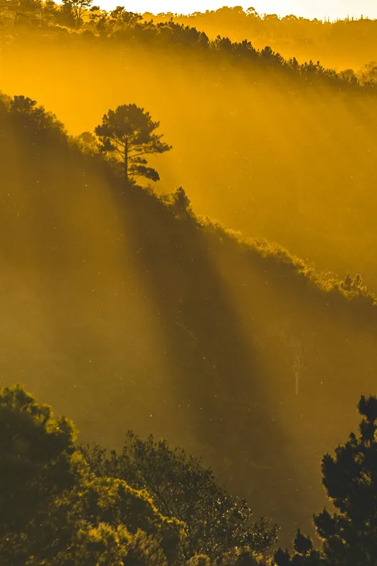 Tablou Canvas, "În lumina aurie a dimineții", Aur, Pădure, Lumină, Siluetă, Natural, Strălucire, Înserare, Căldură, 100 x 150 cm – poza 2