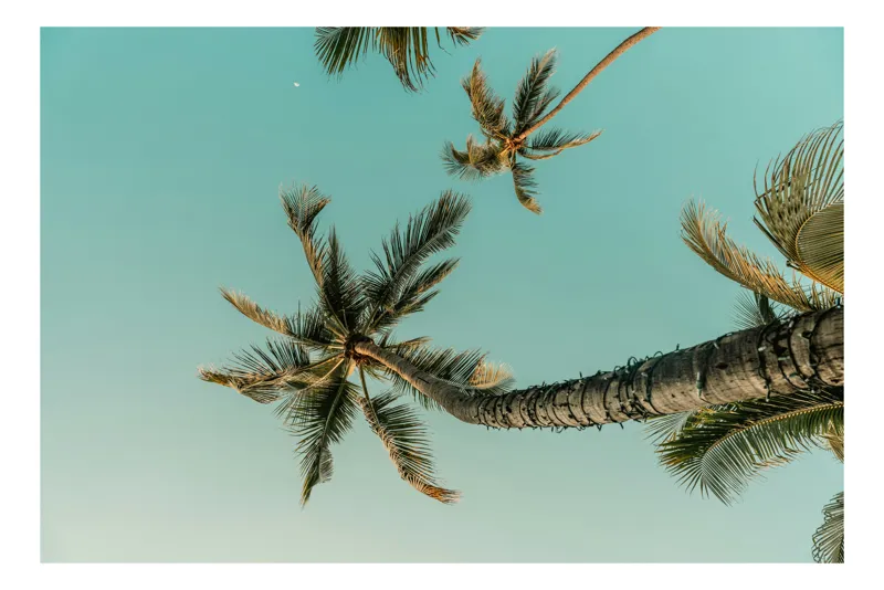 Tablou Canvas, "Prieteniile vântului și palierelor tropicale", Cer, Palme, Verde, Relaxare, Tropical, Natură, Vacanță, 90 x 50 cm