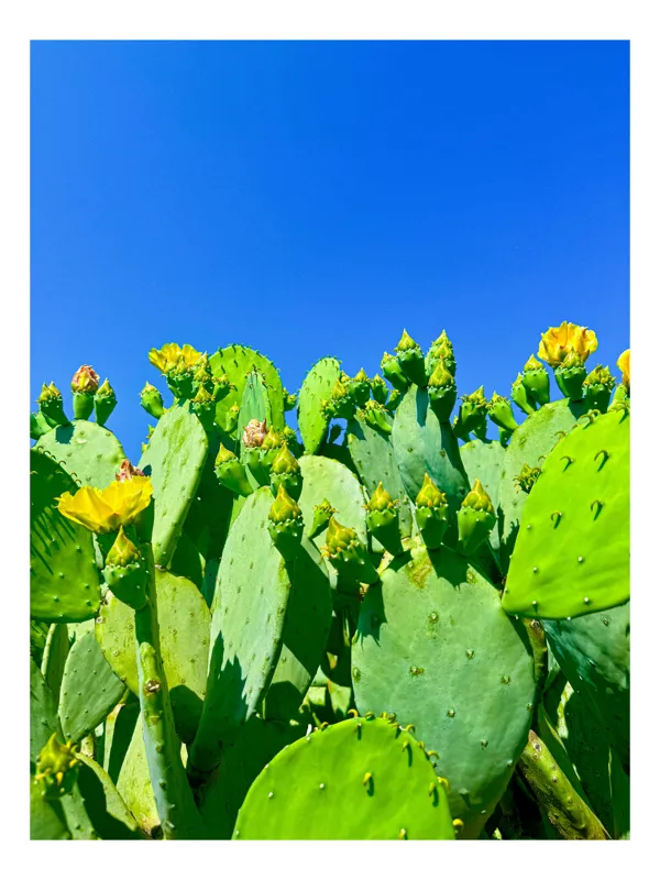 Tablou Canvas, "Flori de cactus sub cer senin", Cactuși, Flori, Cer, Albastru, Soare, Verde, Colți, Natură, Viu, Zvelt., 70 x 100 cm