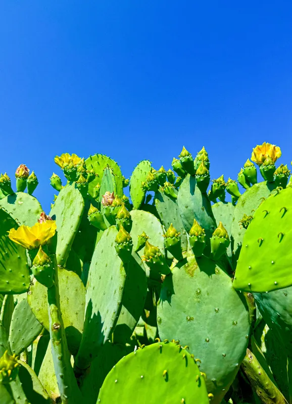 Tablou Canvas, "Flori de cactus sub cer senin", Cactuși, Flori, Cer, Albastru, Soare, Verde, Colți, Natură, Viu, Zvelt., 39 x 54 cm – poza 2
