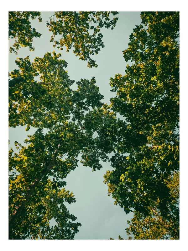 Tablou Canvas, "Privind cerul prin frunziș verde", Frunziș, Cer, Verde, Natura, Copaci, Lumină, Perspectivă, Relaxare, Armonie, Vitalitate, 70 x 100 cm