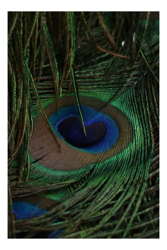 Tablou Canvas, "Pene de păun în nuanțe delicate", Mystery, Elegance, Vibrance, Texture, Symphony, Nature, Iridescence, Harmony, Beauty, Intricacy, 50 x 90 cm