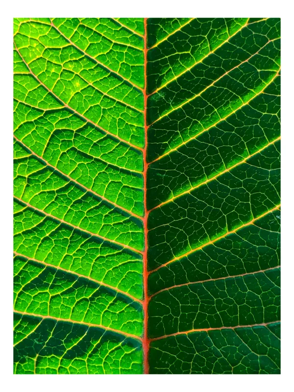 Tablou Canvas, "Venatura simetrică a frunzei verzi", Verdant, Vascular, Symmetry, Contrast, Pattern, Nature, Detail, 39 x 54 cm