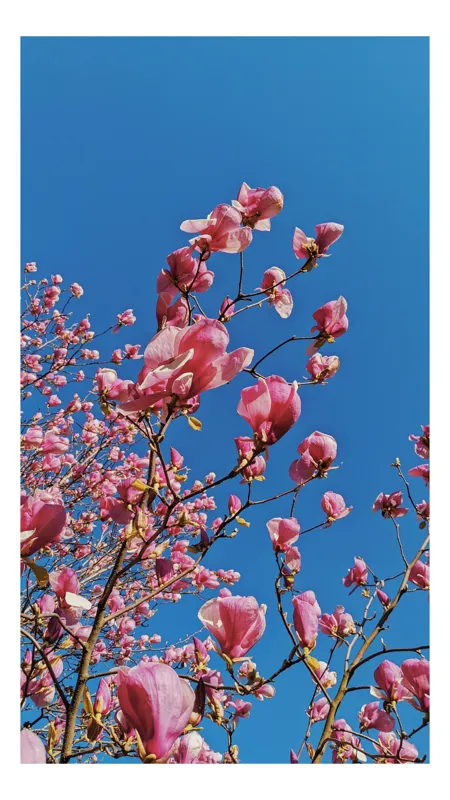 Tablou Canvas, "Magnolii înfloresc sub cerul albastru", Flori, Magnolie, Roz, Cer, Albastru, Ramuri, Primăvară, Natură, Delicat, Frumusețe, 26 x 39 cm