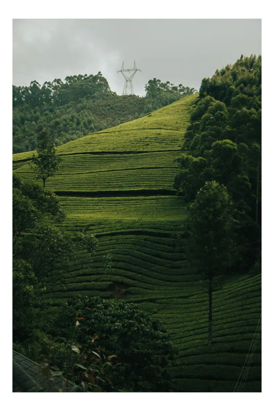 Tablou Canvas, "Colinele verzi învăluite de ceață", Verde, Coline, Planteație, Nor, Vegetație, Înălțime, Serpentine, Linie, Atmosferă, Natură, 50 x 70 cm