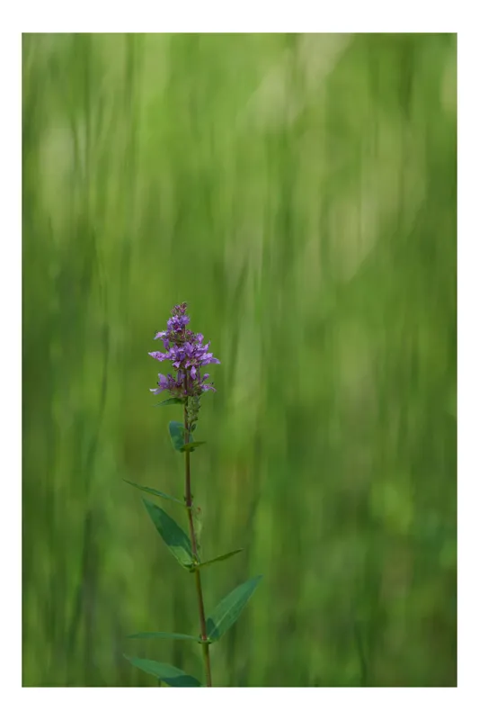 Tablou Canvas, "Floare solitară în pădurea deasă", Floare, Verde, Natură, Solitar, Blândețe, Calm, Sfumare, Delicatețe, Liniște, 26 x 39 cm
