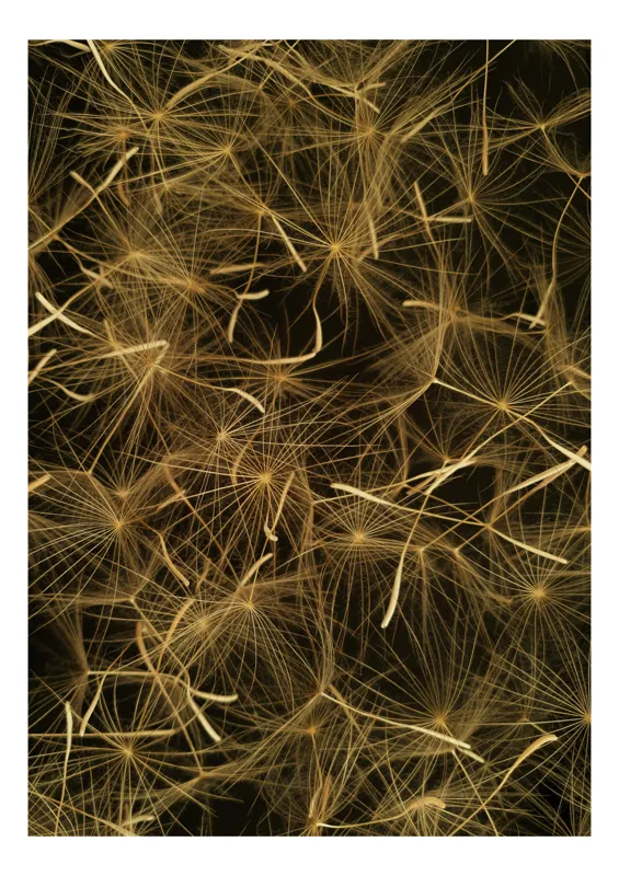 Tablou Canvas, "Dansul eteric al păpădiilor aurii", Delicate, Eteric, Aurii, Firave, Vânt, Ușoare, Plutitoare, Naturale, Fragile, Grațioase, 39 x 54 cm