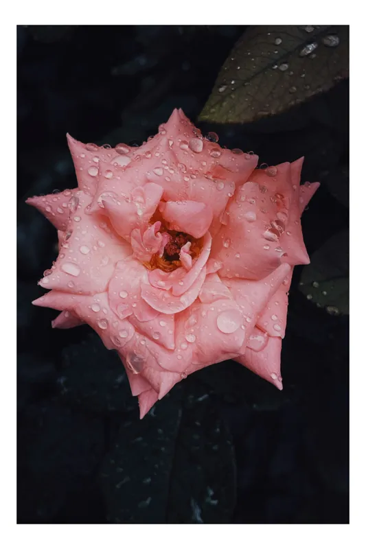 Tablou Canvas, "Trandafir fermecător după ploaie de vară", Roz, Delicată, Înflorită, Strălucitoare, Înviorată, Detaliată, Natură, Prospețime, Frumusețe, Subtilitate, 26 x 39 cm