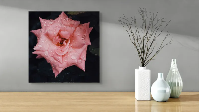 Tablou Canvas, "Trandafir fermecător după ploaie de vară", Roz, Delicată, Înflorită, Strălucitoare, Înviorată, Detaliată, Natură, Prospețime, Frumusețe, Subtilitate, 50 x 50 cm – poza 3