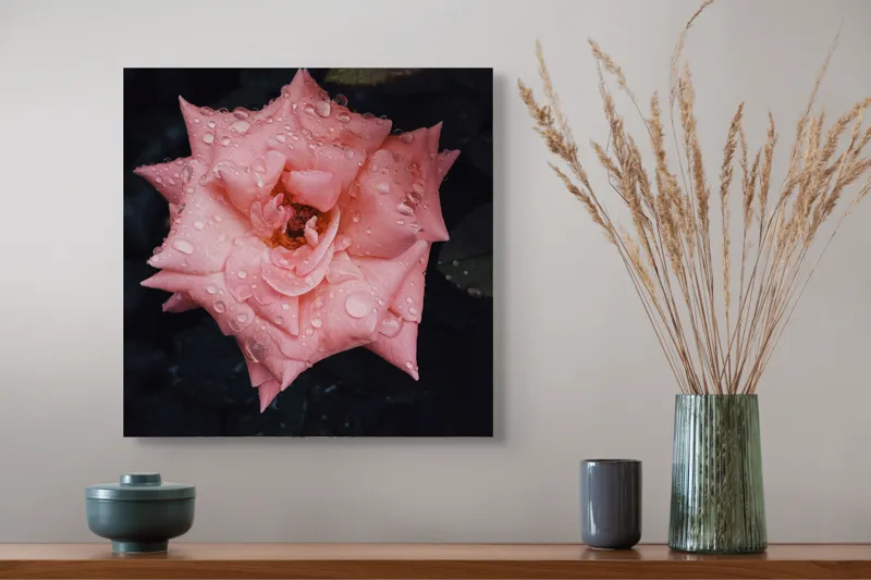 Tablou Canvas, "Trandafir fermecător după ploaie de vară", Roz, Delicată, Înflorită, Strălucitoare, Înviorată, Detaliată, Natură, Prospețime, Frumusețe, Subtilitate, 50 x 50 cm – poza 4