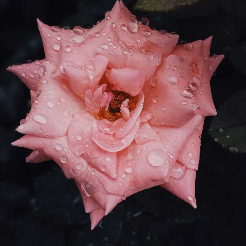 Tablou Canvas, "Trandafir fermecător după ploaie de vară", Roz, Delicată, Înflorită, Strălucitoare, Înviorată, Detaliată, Natură, Prospețime, Frumusețe, Subtilitate, 50 x 50 cm – poza 2