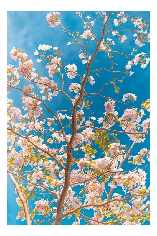 Tablou Canvas, "Inflorescențe de primăvară sub cer senin", Flori, Roz, Cer, Ramuri, Primăvară, Lumina, Natură, Verde, Azur, Frunziș, 100 x 100 cm