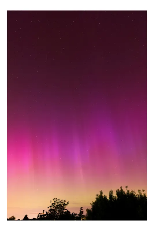 Tablou Canvas, "Aurora magică pe cerul nopții", Northern, Lights, Sky, Stars, Pink, Purple, Trees, Horizon, 39 x 54 cm