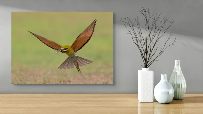 Tablou Canvas, "Vânător în zbor de primăvară", Aripi, Penaj, Verde, Zbor, Captură, Natură, Elegant, Pradă, 70 x 50 cm – poza 3