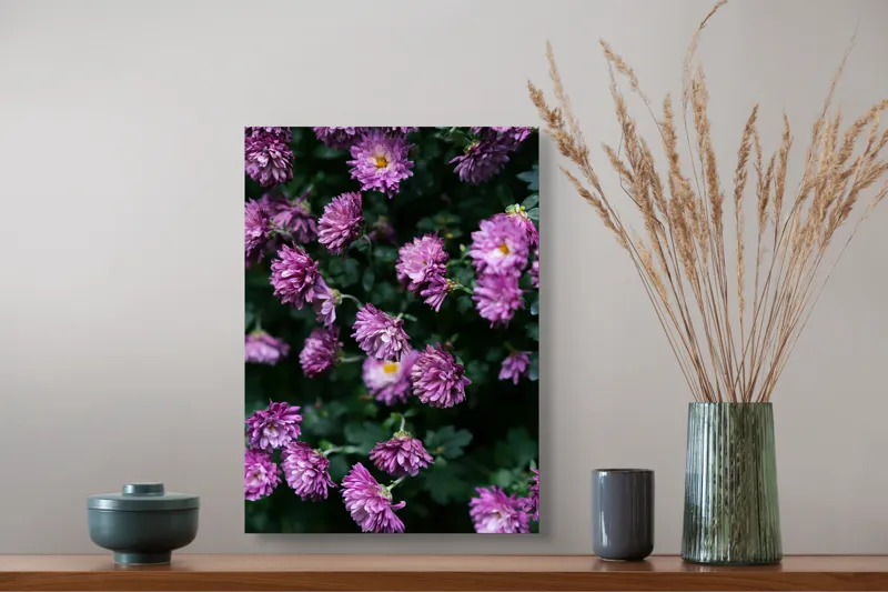 Tablou Canvas, "Flori de toamnă în grădinăraie.", Flori, Mov, Delicate, Frunziș, Abundență, Natură, Prospețime, Grădină, Petale, Verde., 39 x 54 cm – poza 3