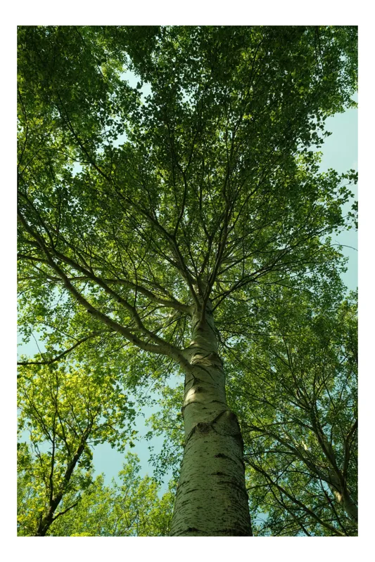 Tablou Canvas, "Privind spre cer printre frunze", Verde, Lumină, Frunziș, Natură, Copac, Cer, Frumusețe, Înalțime, Răgaz, Pace, 50 x 90 cm
