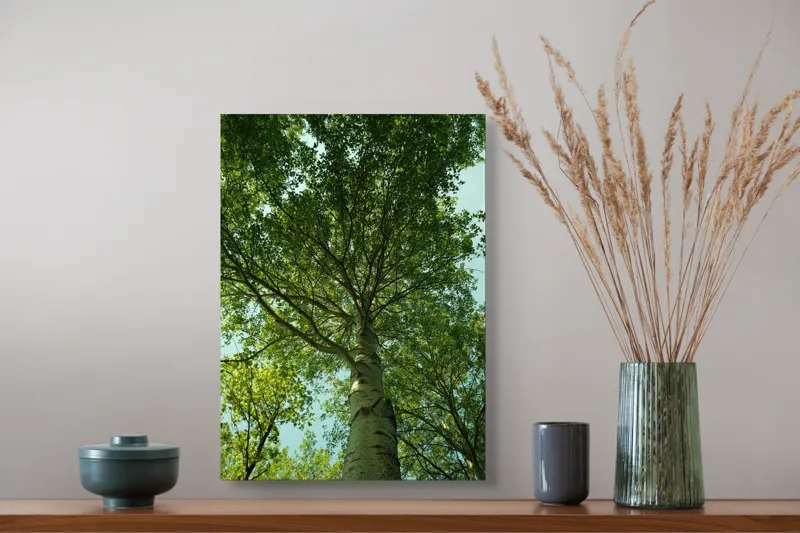 Tablou Canvas, "Privind spre cer printre frunze", Verde, Lumină, Frunziș, Natură, Copac, Cer, Frumusețe, Înalțime, Răgaz, Pace, 39 x 54 cm – poza 3