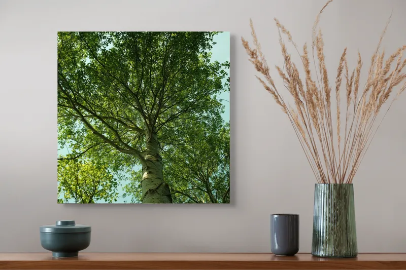 Tablou Canvas, "Privind spre cer printre frunze", Verde, Lumină, Frunziș, Natură, Copac, Cer, Frumusețe, Înalțime, Răgaz, Pace, 50 x 50 cm – poza 4