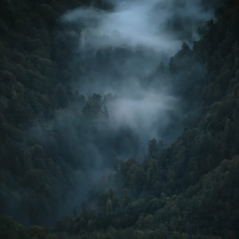 Tablou Canvas, "Misterul pădurii învăluite în ceață", Mister, Melancolie, Pădure, Negură, Liniște, Adâncime, Umbre, Frunziș, Tainic, Rece, 100 x 100 cm – poza 2