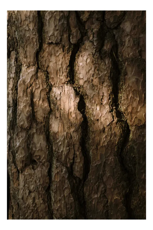 Tablou Canvas, "Umbrele drumului pe scoarța copacului", Textură, Scoarță, Arbori, Rugozitate, Lumină, Umbre, Natură, Rustic, Detaliu, Organic., 50 x 50 cm