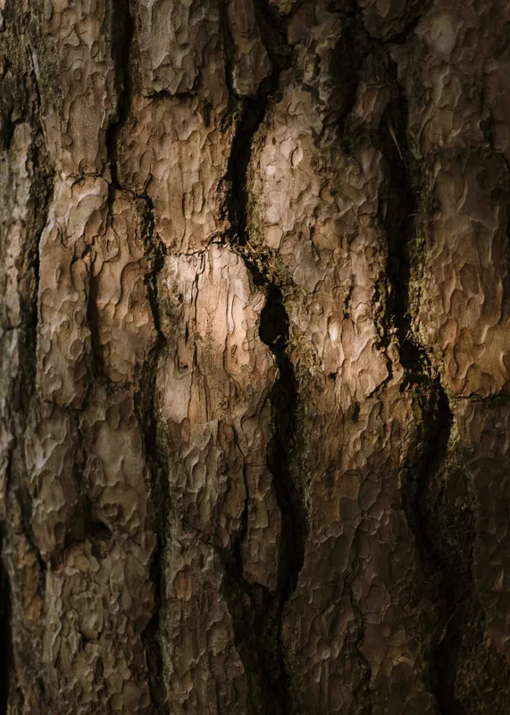 Tablou Canvas, "Umbrele drumului pe scoarța copacului", Textură, Scoarță, Arbori, Rugozitate, Lumină, Umbre, Natură, Rustic, Detaliu, Organic., 50 x 70 cm – poza 2