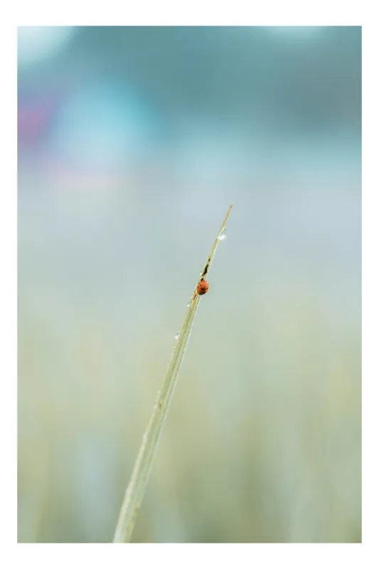 Tablou Canvas, "Un licurici pe fir de iarbă", Gingaș, Minimalist, Delicat, Solitar, Pastelat, Natură, Ușor, Fragil, Blând, 100 x 100 cm
