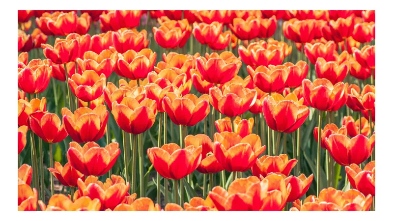 Tablou Canvas, "Simfonia culorilor în grădină tulipană", Lalele, Roșii, Grădină, Primăvară, Flori, Strălucitoare, Natură, Peisaj, Vesele, Colorate, 100 x 100 cm