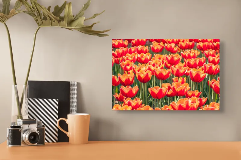 Tablou Canvas, "Simfonia culorilor în grădină tulipană", Lalele, Roșii, Grădină, Primăvară, Flori, Strălucitoare, Natură, Peisaj, Vesele, Colorate, 39 x 26 cm – poza 3