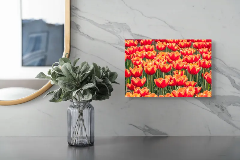 Tablou Canvas, "Simfonia culorilor în grădină tulipană", Lalele, Roșii, Grădină, Primăvară, Flori, Strălucitoare, Natură, Peisaj, Vesele, Colorate, 39 x 26 cm – poza 5