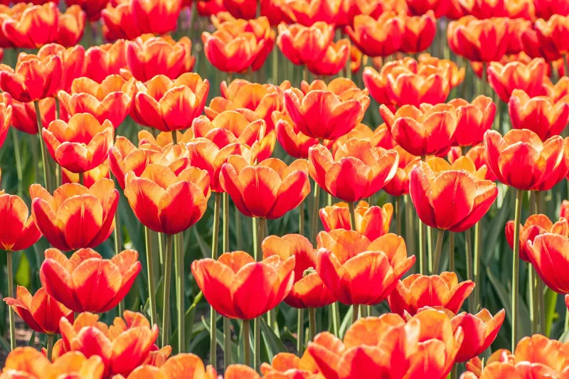 Tablou Canvas, "Simfonia culorilor în grădină tulipană", Lalele, Roșii, Grădină, Primăvară, Flori, Strălucitoare, Natură, Peisaj, Vesele, Colorate, 39 x 26 cm – poza 2