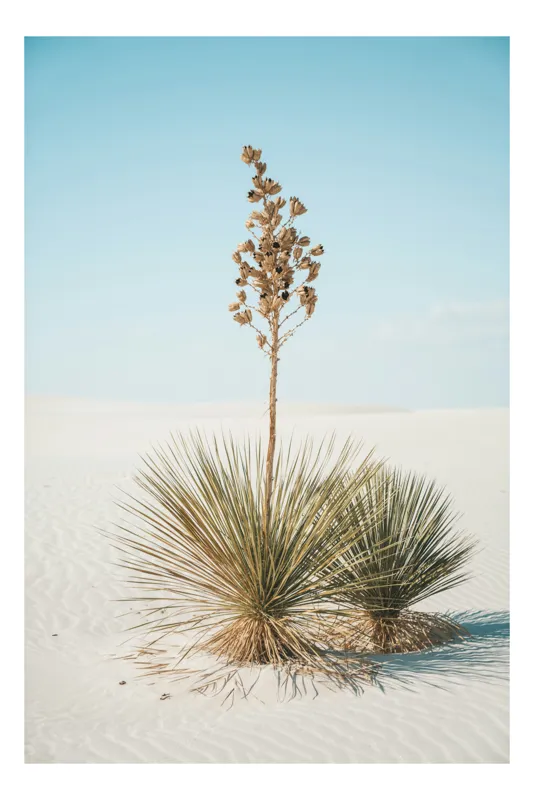 Tablou Canvas, "Solitar în deșertul alb nesfârșit", Deșert, Yucca, Cer, Nisip, Singurătate, Natură, Linie, Verde, Uscat, Solitar, Liniște, 70 x 100 cm