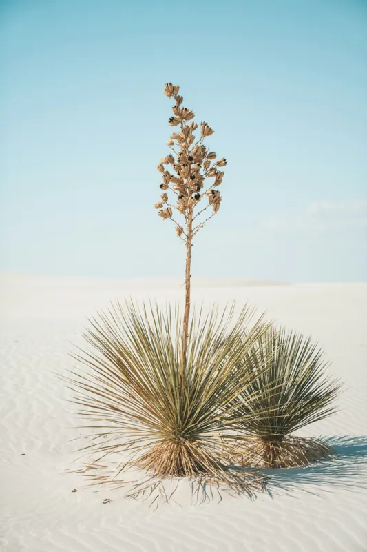 Tablou Canvas, "Solitar în deșertul alb nesfârșit", Deșert, Yucca, Cer, Nisip, Singurătate, Natură, Linie, Verde, Uscat, Solitar, Liniște, 100 x 150 cm – poza 2