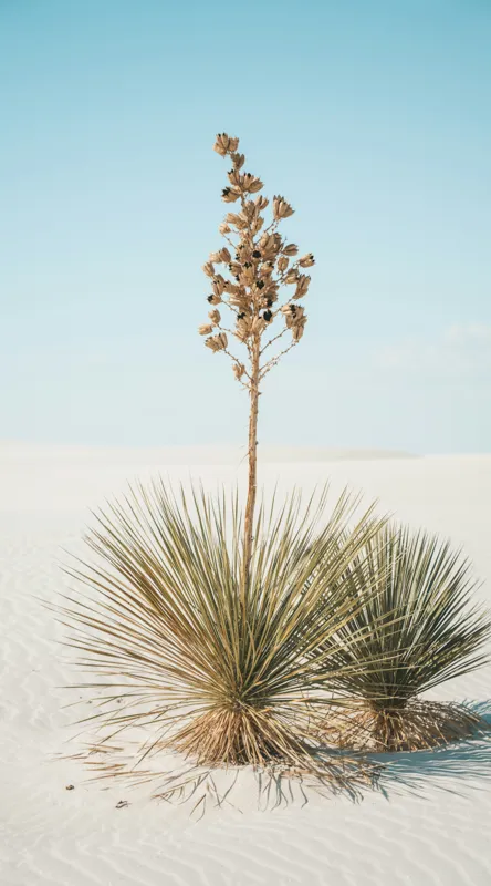 Tablou Canvas, "Solitar în deșertul alb nesfârșit", Deșert, Yucca, Cer, Nisip, Singurătate, Natură, Linie, Verde, Uscat, Solitar, Liniște, 50 x 90 cm – poza 2