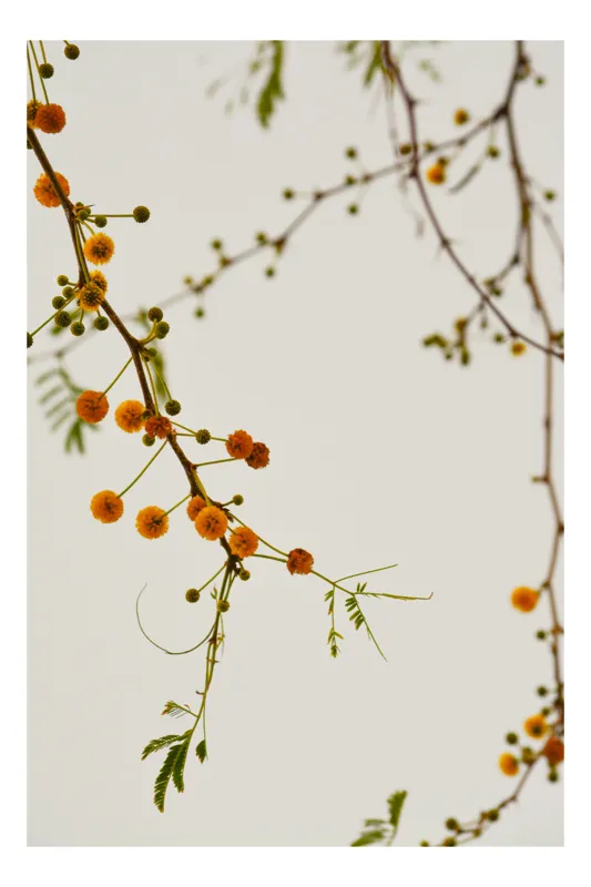 Tablou Canvas, "Crenguțe delicate cu flori galbene", Flori, Galbene, Ramuri, Delicate, Frunze, Aeriene, Minimalist, Natural, Echilibru, Simplitate, 50 x 50 cm