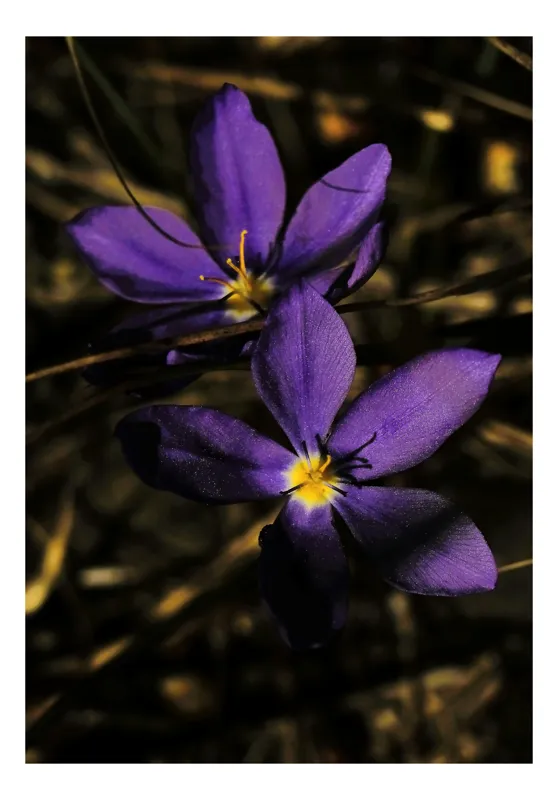 Tablou Canvas, "Strălucirea purpurie din umbră timidă", Flori, Mov, Petale, Lumina, Umbre, Natura, Frumusete, Delicatete, 39 x 54 cm