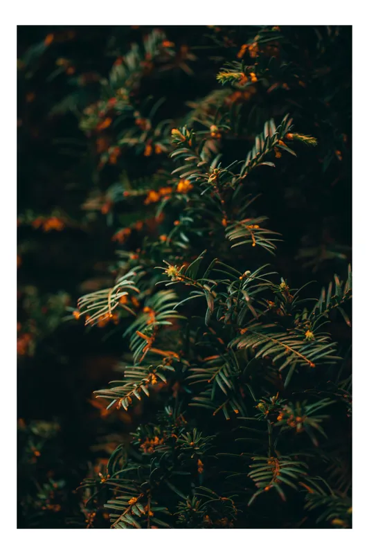 Tablou Canvas, "Frumusețea ascunsă a naturii verzi", Frunziș, Verde, Textură, Întunecat, Ramificații, Nuanțe, Natură, Organic, Subțire, Încântător, 26 x 39 cm
